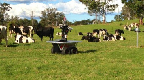 В Австралии планируется использовать роботов-пастухов