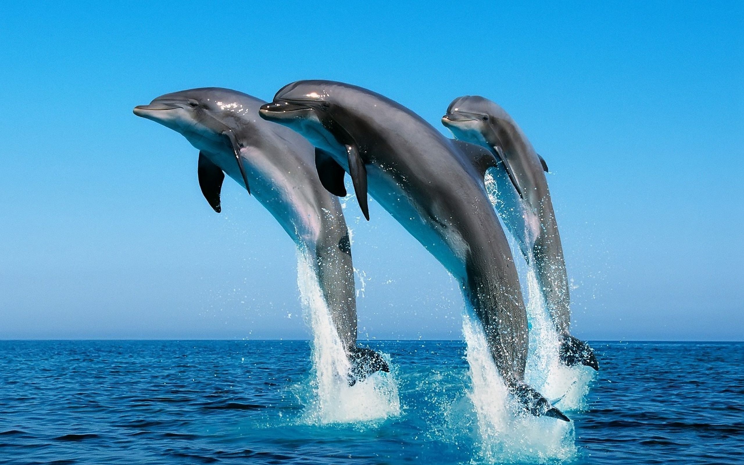 Роботы-дельфины помогут решить экологическую проблему