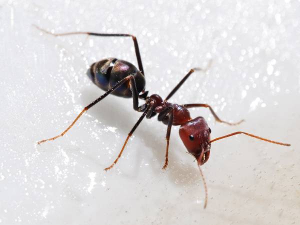 Немецкие ученые создали муравьев с искусственным интеллектом