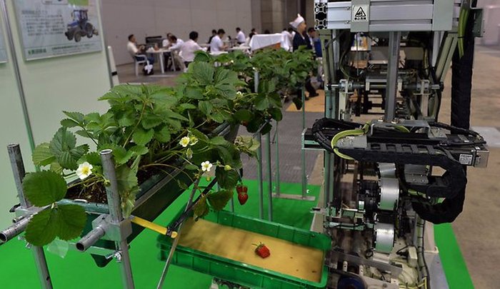 Робот-сборщик клубники приступил к сбору урожая
