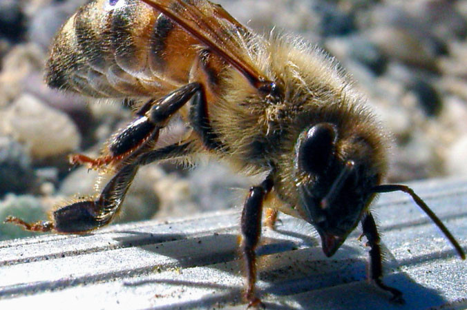 В США пчелы будут заменены на роботов