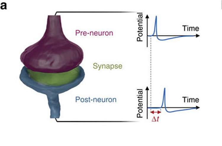 Ученые создали искусственный синапс, который способен автономно обучаться