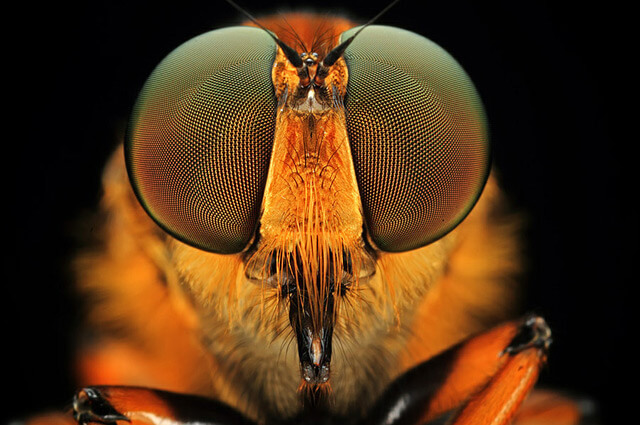 Пчелы помогают исследователям устранить искажения цветов на фото